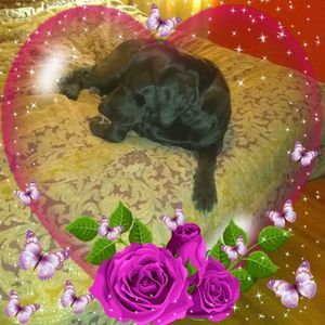 Meet your Posher, Angela